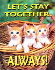 alwayskittens.jpg