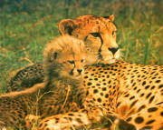 cheetahandcub.jpg