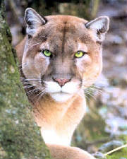cougar.jpg