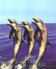 dolphinsblue.jpg