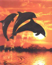 dolphinsorange.jpg