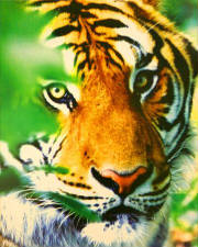 eyeofthetiger.jpg