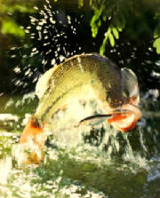 fish.jpg