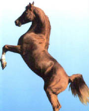 horseblue.jpg