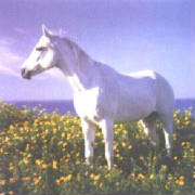horseflowers.jpg