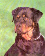 rottweilergreen.jpg