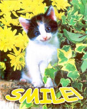 smilekitten.jpg