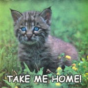takemehomecat.jpg