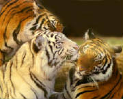 threetigers.jpg