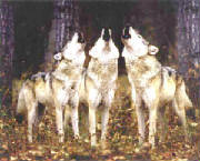 threewolves.jpg