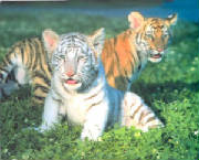 tigercubs.jpg