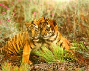 tigercubsorange.jpg