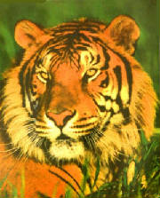 tigergrass.jpg