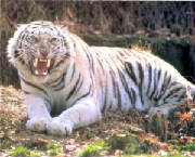 tigerteeth.jpg