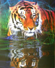 tigerwater.jpg