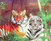 twotigers.jpg