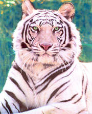 whitetiger.jpg