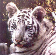whitetigercub.jpg