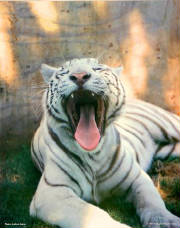 whitetigeryawn.jpg
