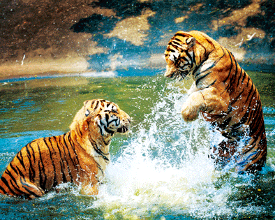 2 Tigers Water 3d